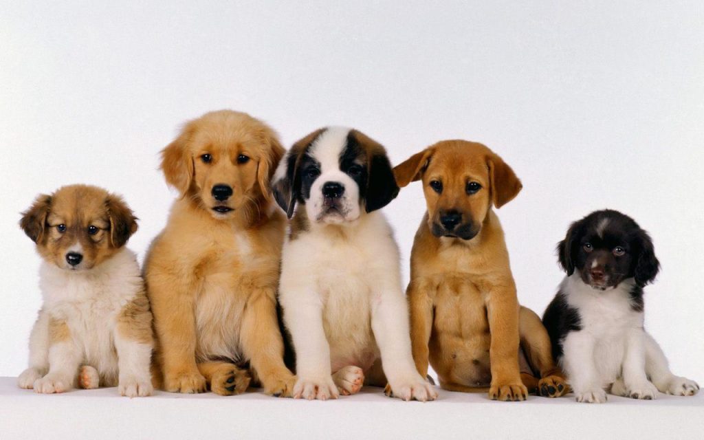 five of the cutest pups