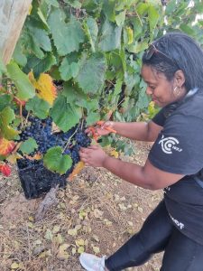 Louise Petersen picking harvest ready grapes